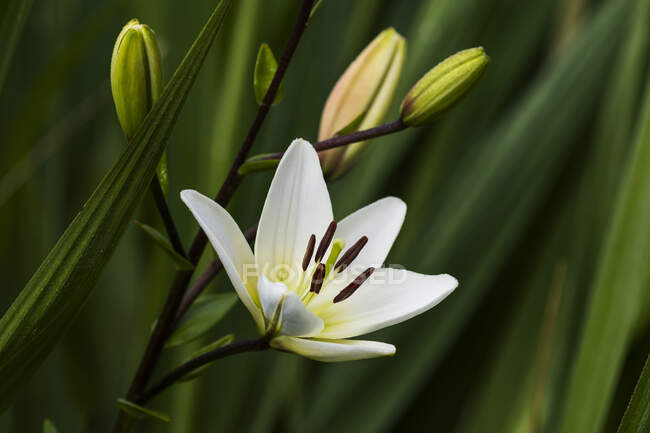 Мастер-класс по флористике: Аленький цветочек из креповой бумаги