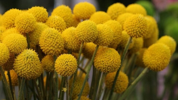 Краспедия украсит и цветник, и букет