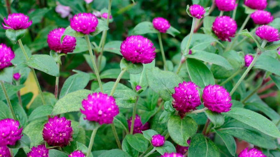 Гомфрена похожа на клевер