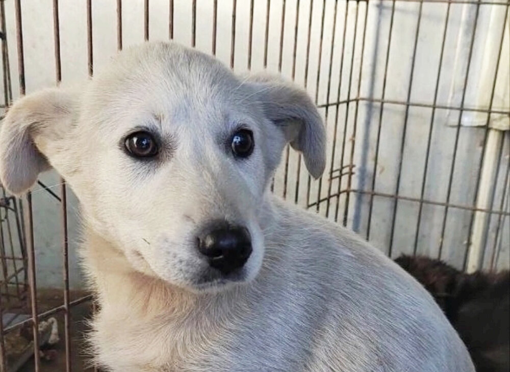    © vk.com/mun_priut_omsk