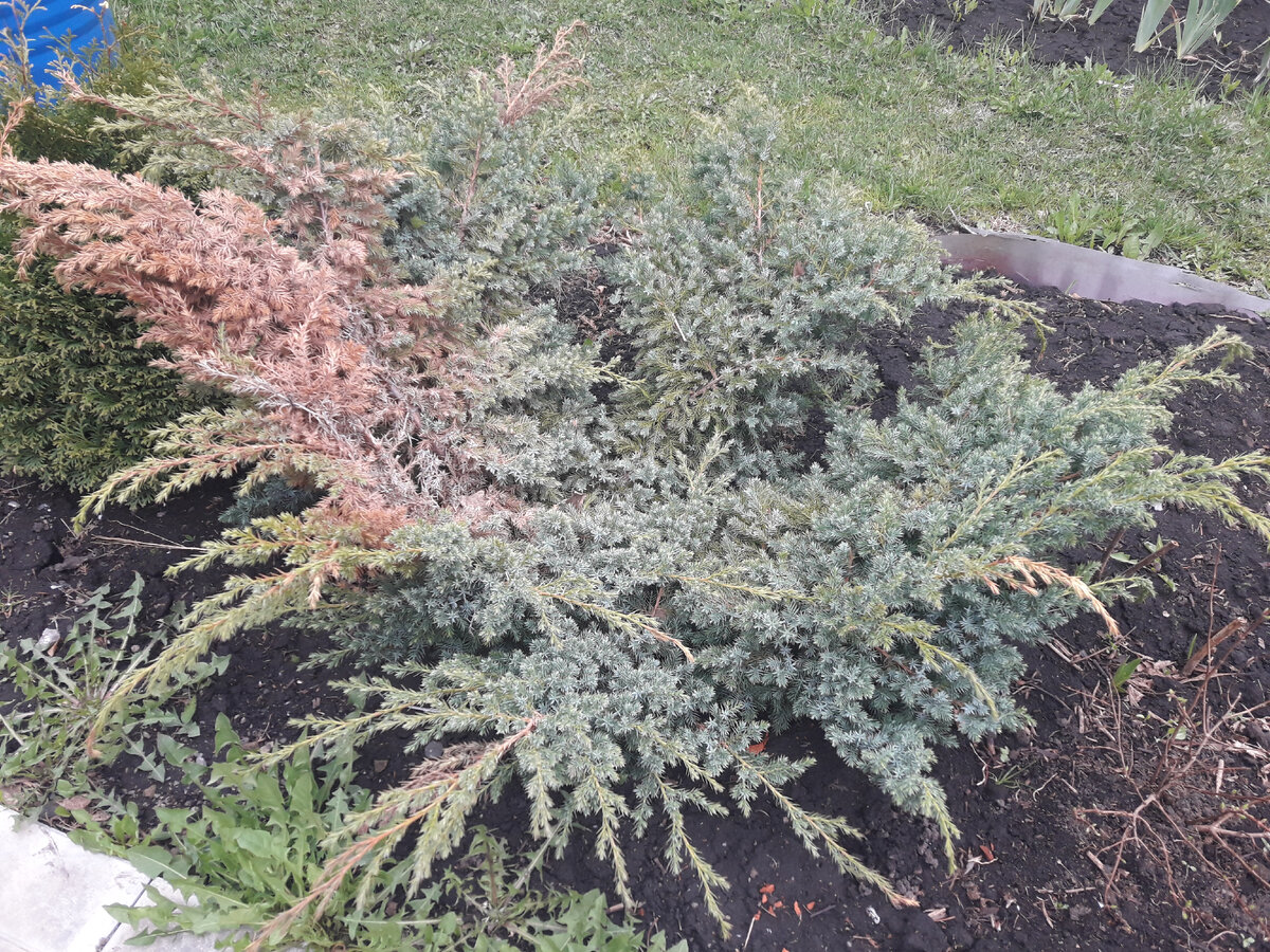 начало мая 2020 г