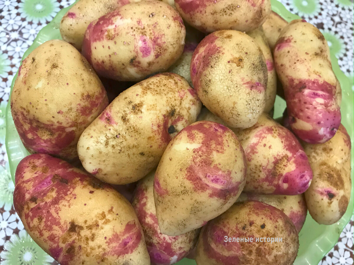 Моя картошка