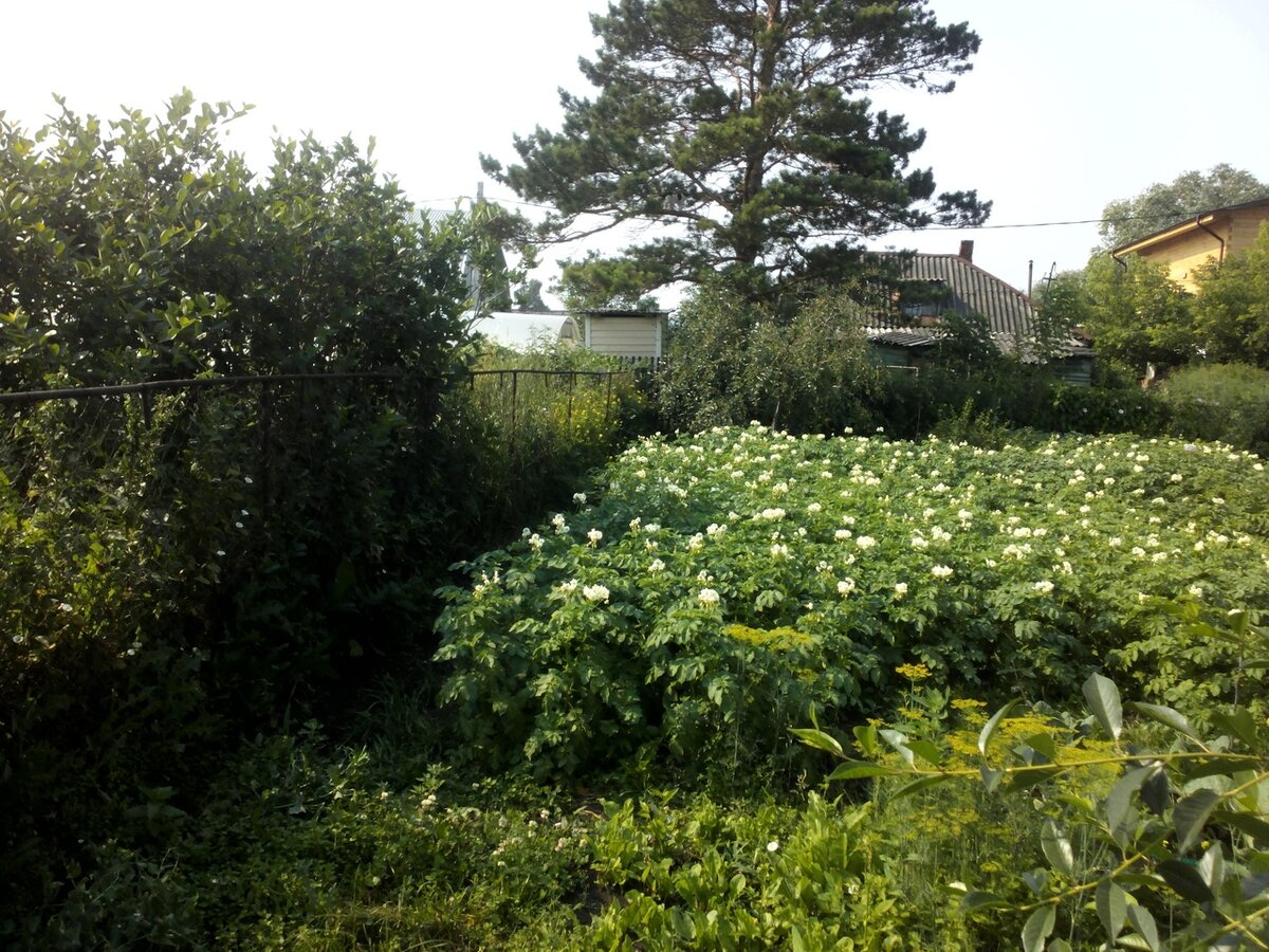 Цветет картофель, фото автора