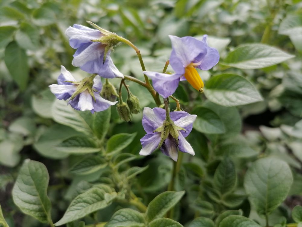 Цветет картофель, фото автора