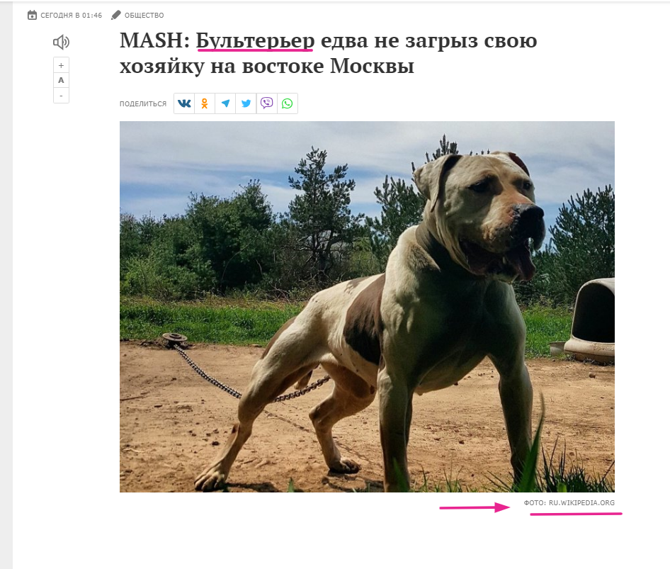 Полезное пособие для владельца щенка: советы по уходу и воспитанию