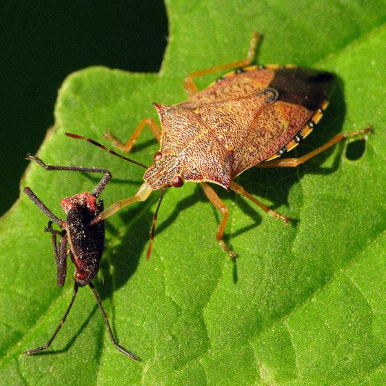 Клопы на ели. Podisus maculiventris. Клоп подизус. Подизус — Podisus maculiventris say.. Подизус хищный клоп.