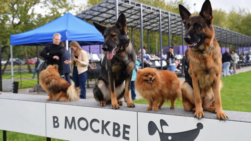    Пресс-служба автономной некоммерческой организации «Мой район»