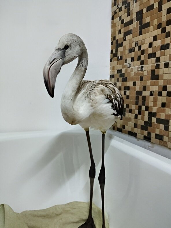    В Югре приютили отбившегося от стаи серого фламинго