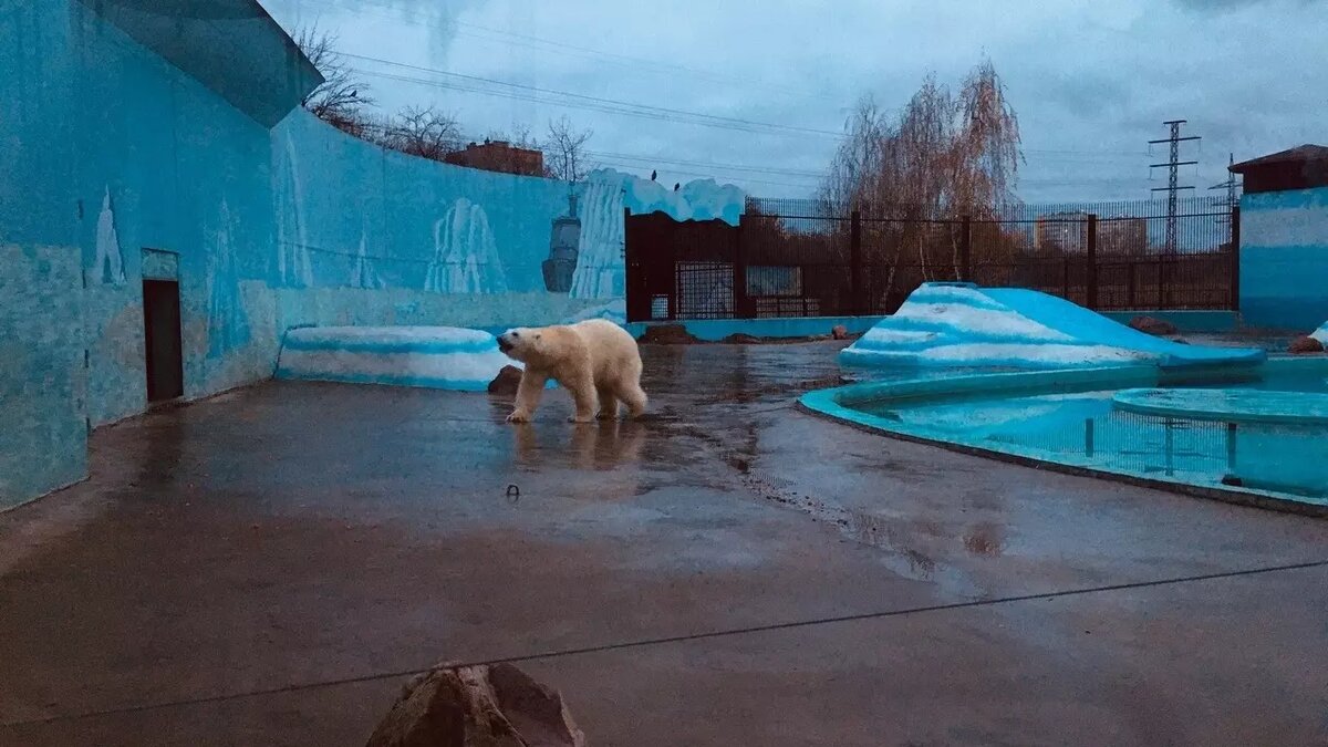     Зоопарк «Лимпопо» в Нижнем Новгороде выбирает животное года. В числе претендентов оказались пятеро обитателей зверинца, сообщается на странице организации в соцсети.