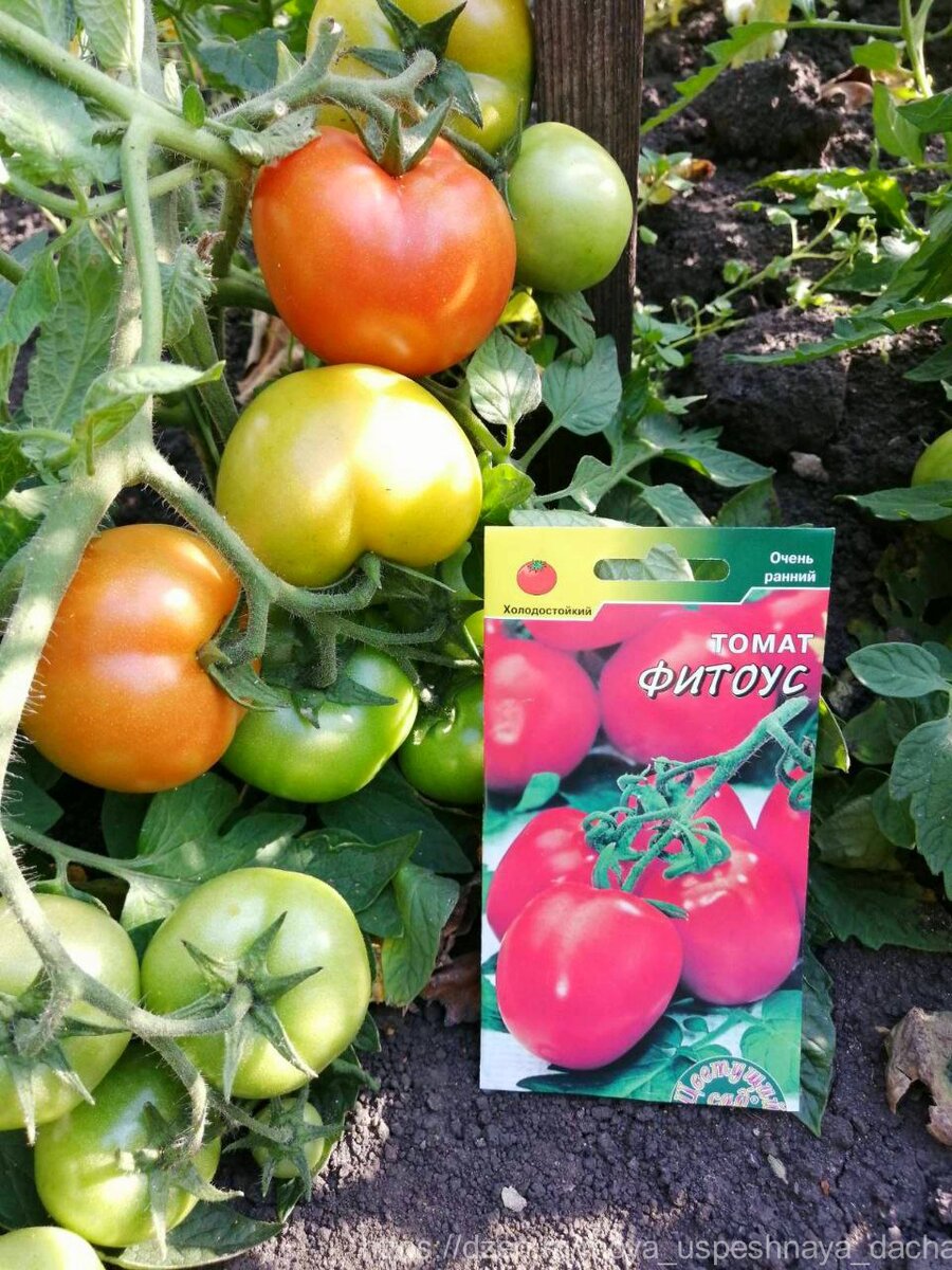 "Урожайность сказочная": познакомилась с новым сортом томатов, который ...