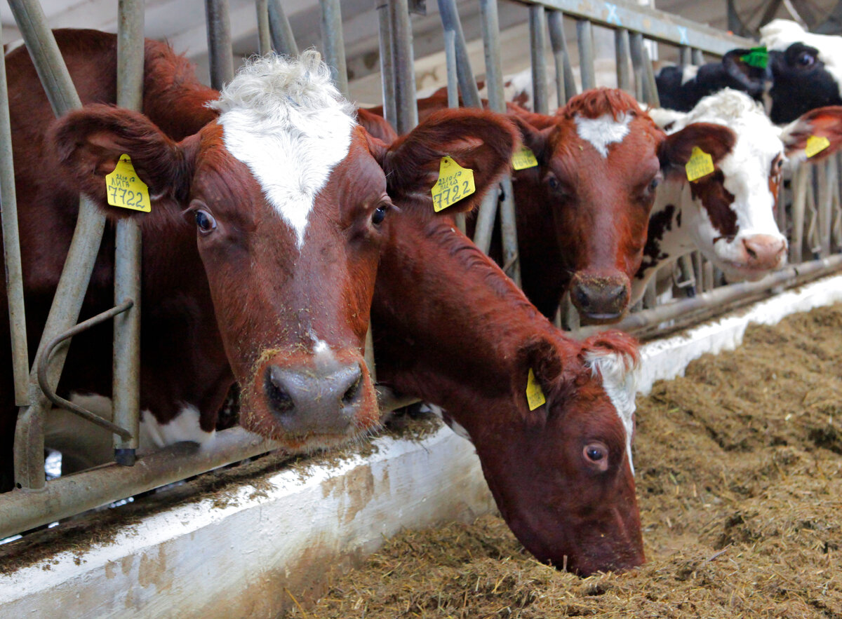 Фото: «Краснодарские известия»