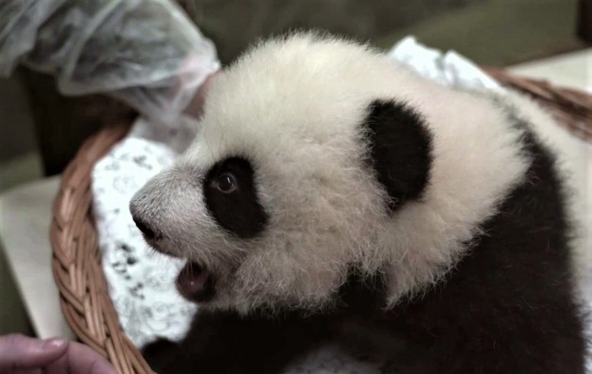    Кадр из видео