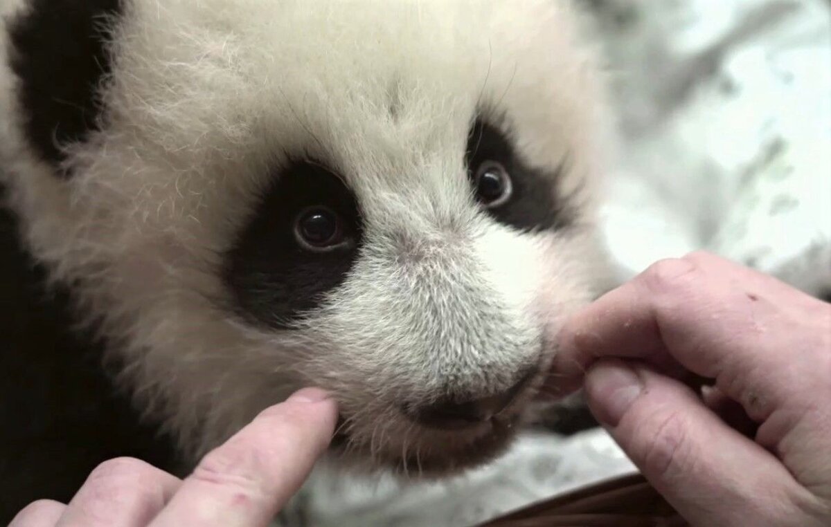    Кадр из видео