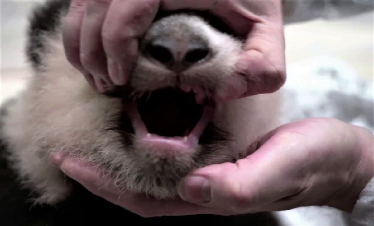    Кадр из видео