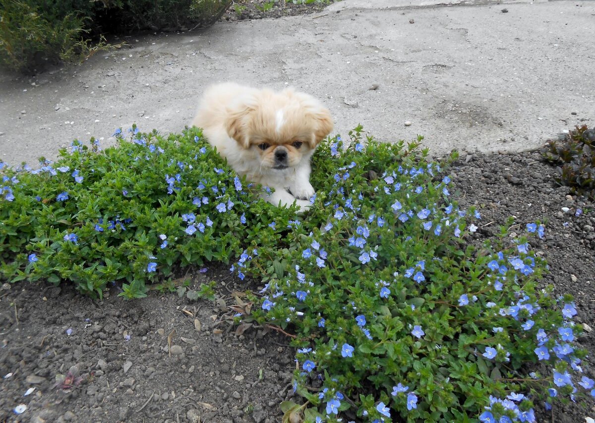 С первых дней заинтересовался цветоводством