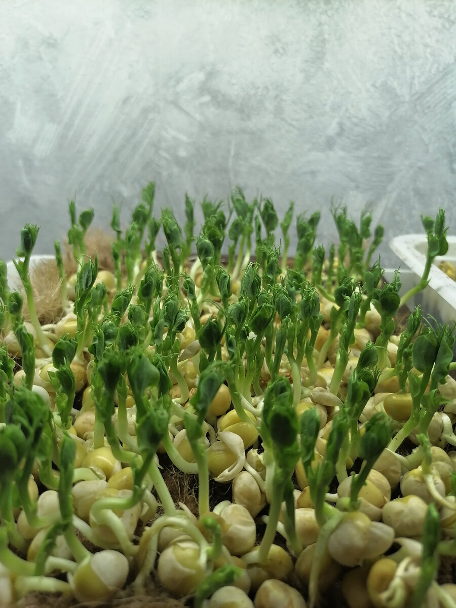 Здесь гороху 8 дней из положенных 14