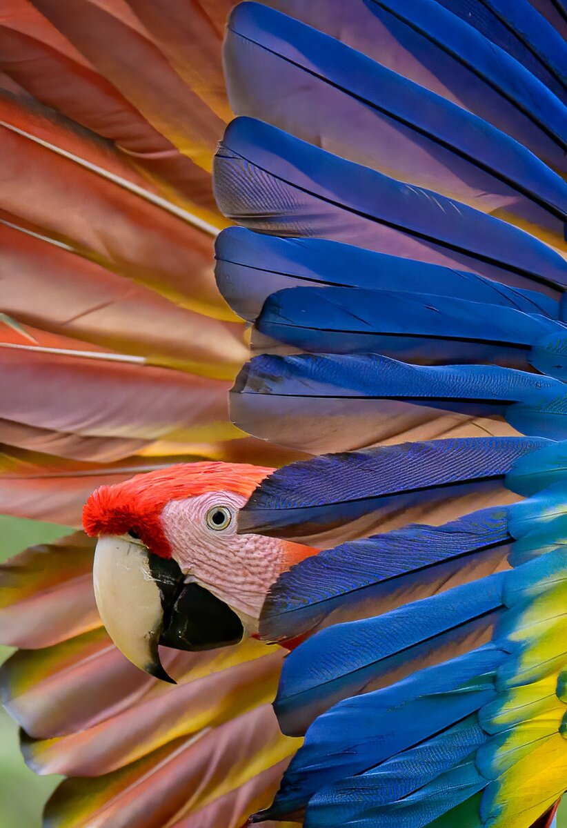    Категория «Птицы», 1 место. William Halladay, nanpa.org