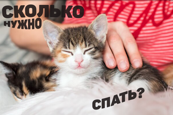   Милый котик спит =)