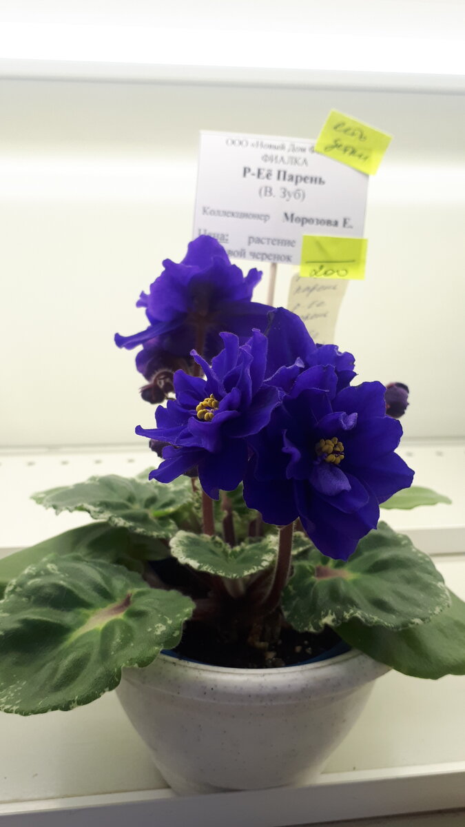 Вот эта фиалка первая зацепила меня на выставке, захотела детку, к сожалению, не было, раскупили!