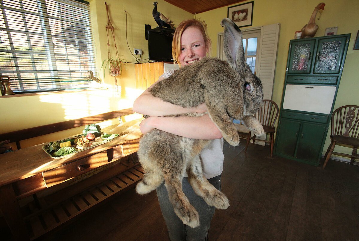 Где сейчас кролики. Фландр Ральф. Кролик континентальный гигант. Кролик великан рекорд. Кролик гигант Ральф.