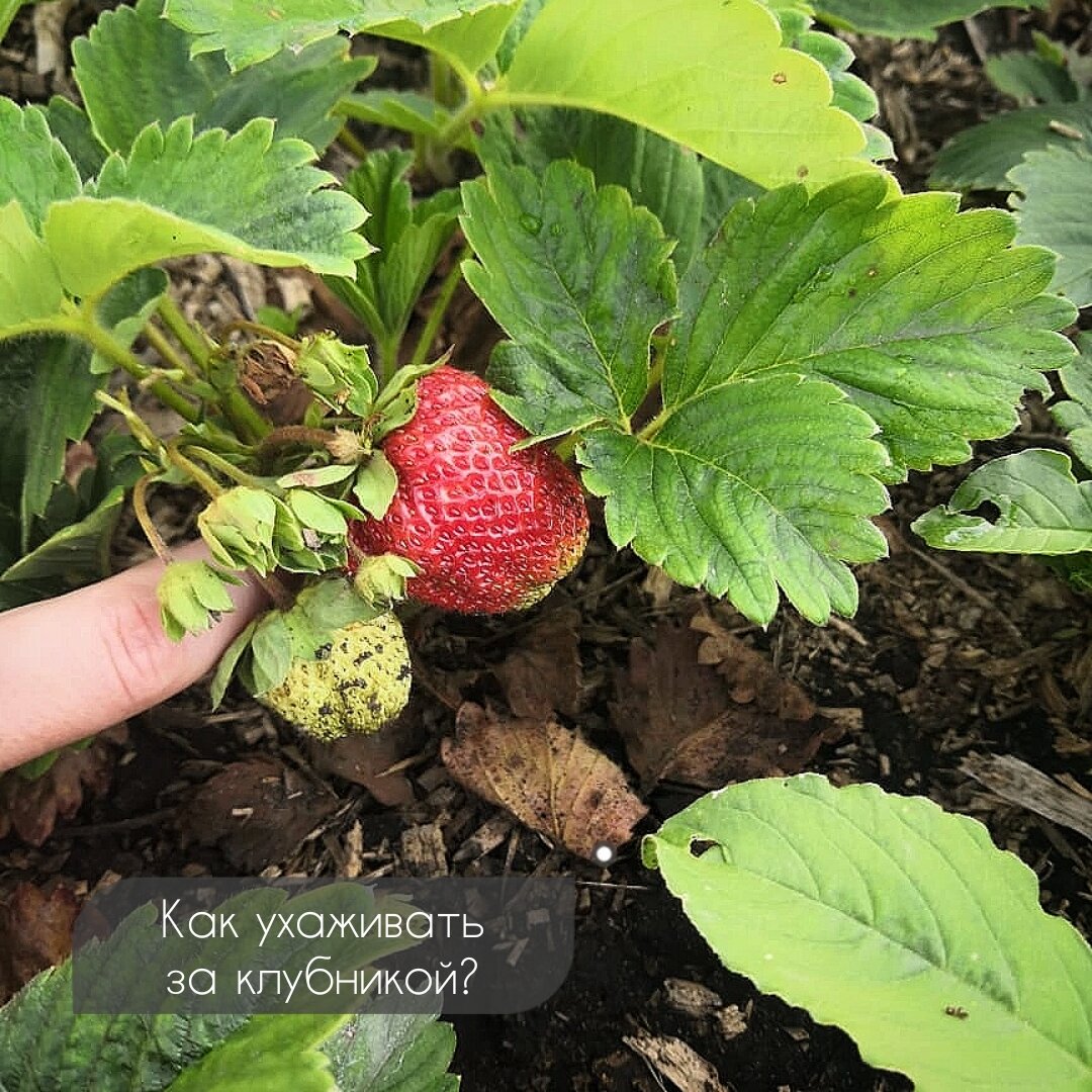 Правильный уход за клубникой