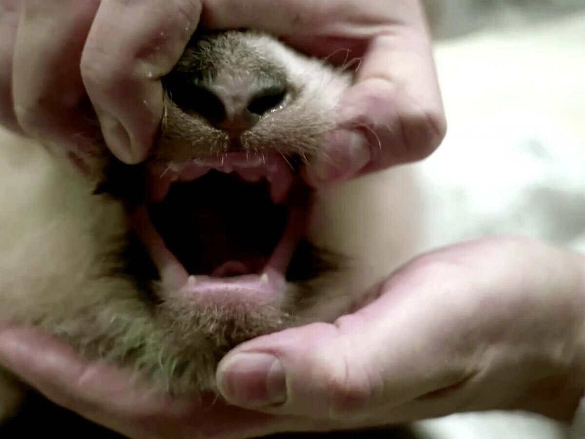    У детеныша большой панды появились первые зубки© Московский зоопарк/Telegram