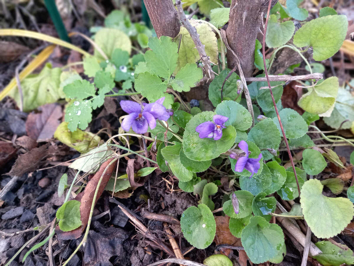 Фиалки цветут 28.11.2023, невзирая на снег с дождём и будущие морозы