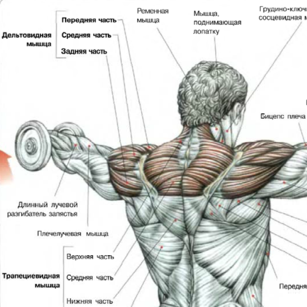 Упражнения для развития дельтовидных мышц