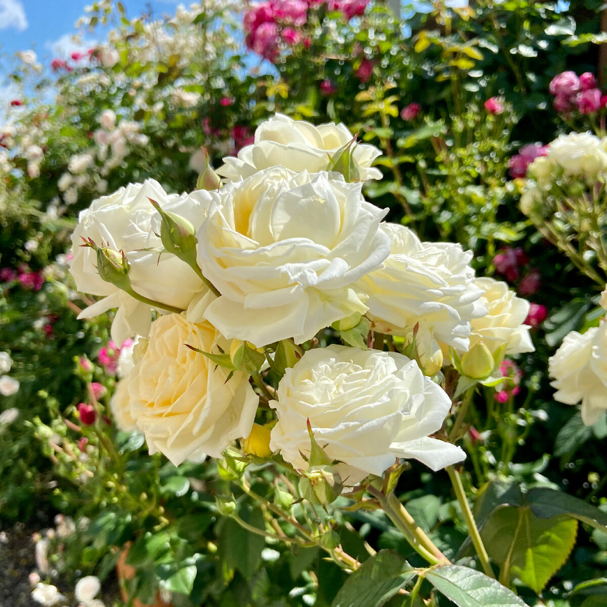 ‘Manuel Canovas’ (Мануэль Кановас), Massad, 1995