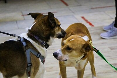    В Домодедове прошла выставка-пристройство кошек и собак «Хочу домой» ©
