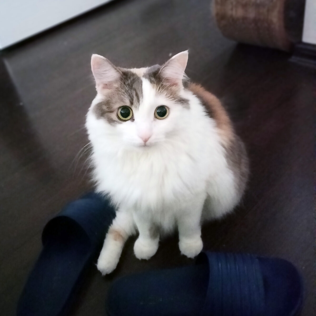 Здесь Сима уже почти взрослая, но сидит по прежнему так и сейчас