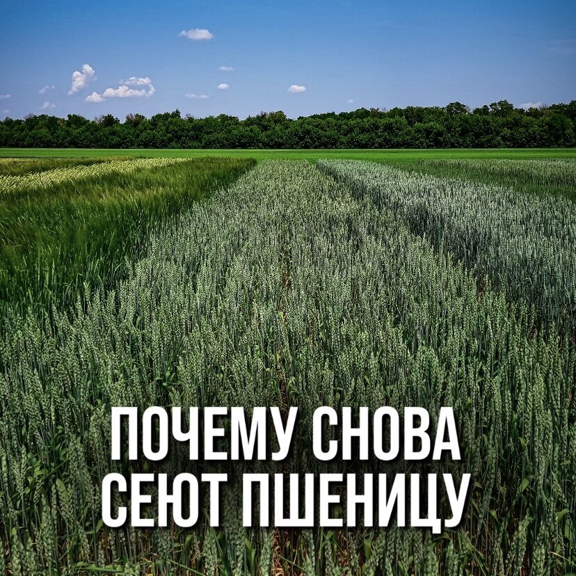 Президент Российского Зернового Союза на днях заявил, что себестоимость пшеницы в 2024 году дойдет до 13'000 руб/т против 10'000 руб/т в этом году.