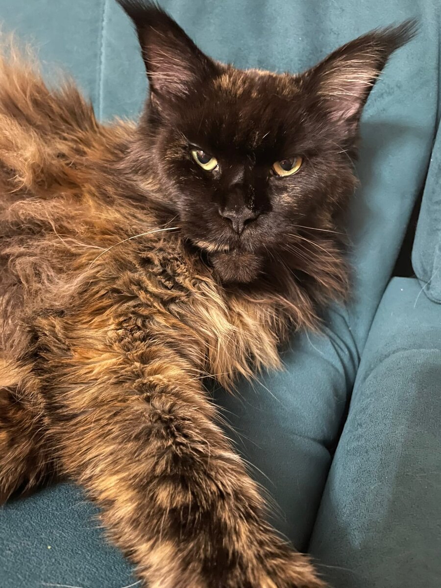 Контролируйте порции и частоту кормления мейн-кунов