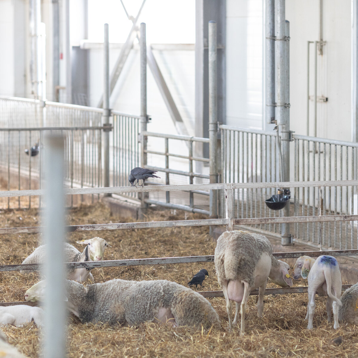 Птицы на Ферме М2