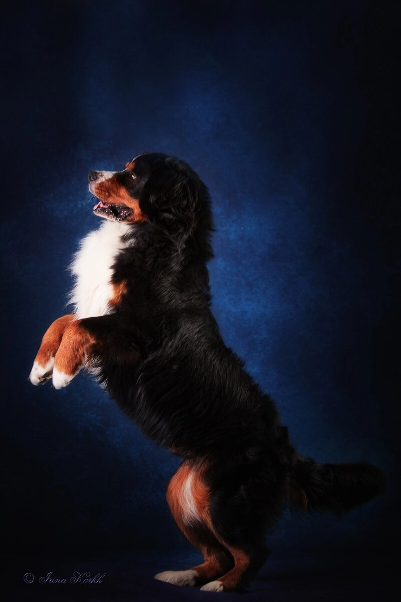 весёлый бернский зенненхунд