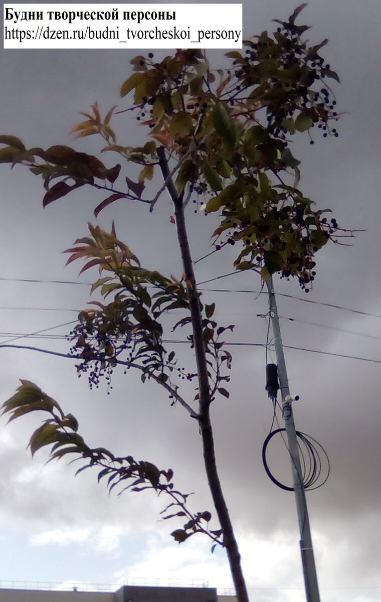 Иллюстрацию случайно сделала - хотела сфотографировать ягоды на фоне пасмурного неба, но и камера наблюдения с подтекстом вписалась