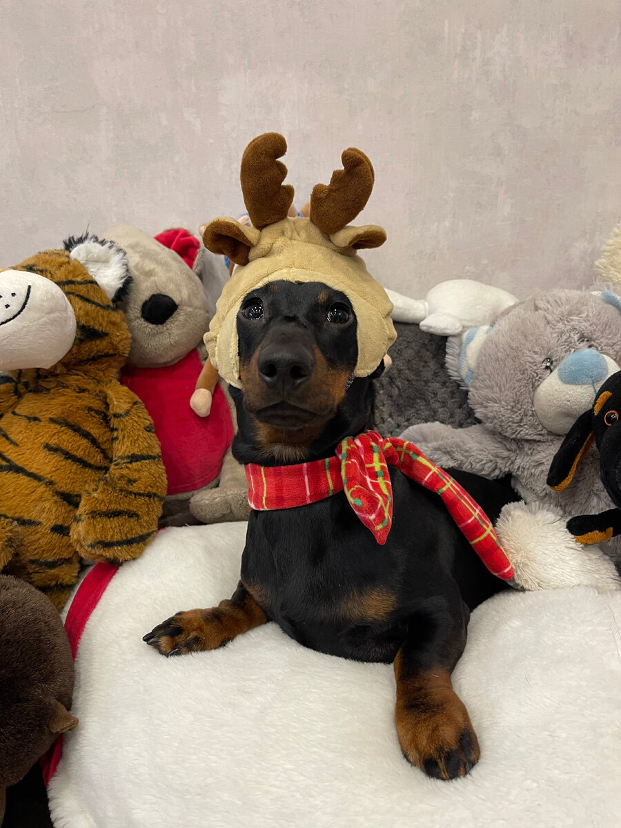 Докажи теперь, что ты не олень!