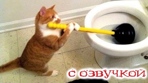 - ХОЗЯИН, ТЕЛЕФОН УТОНУЛ! Приколы с котами! С ОЗВУЧКОЙ! Самые смешные животные!