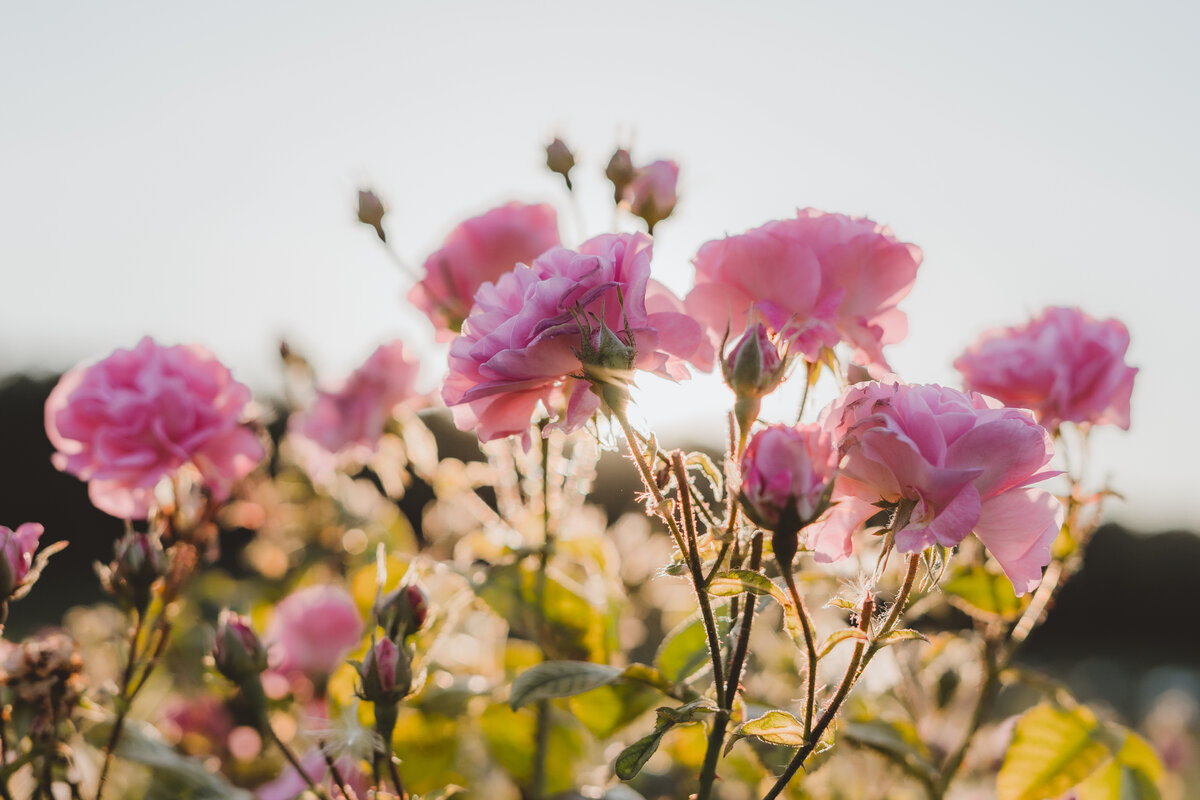 эфиромасличная роза