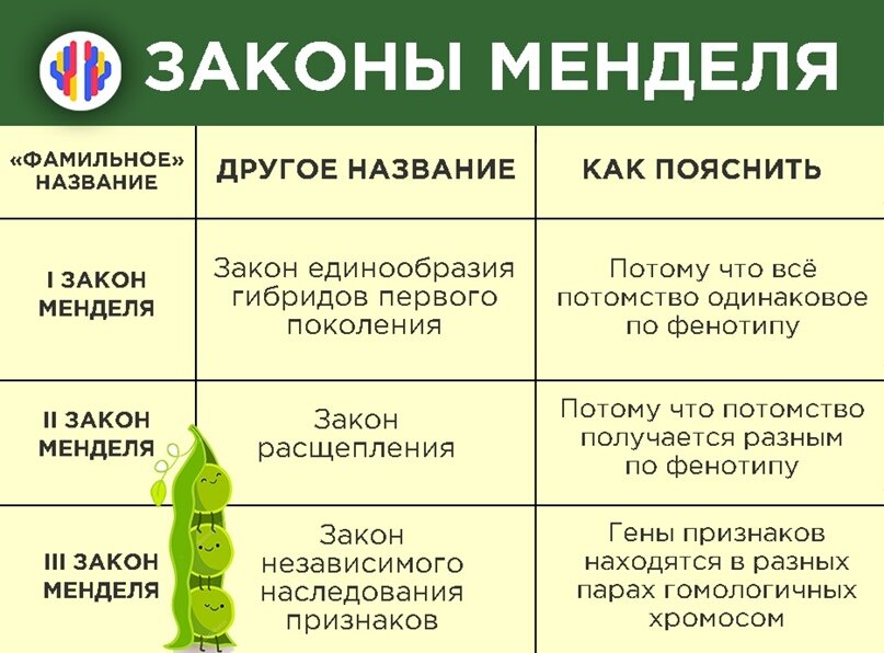 Законы г менделя презентация