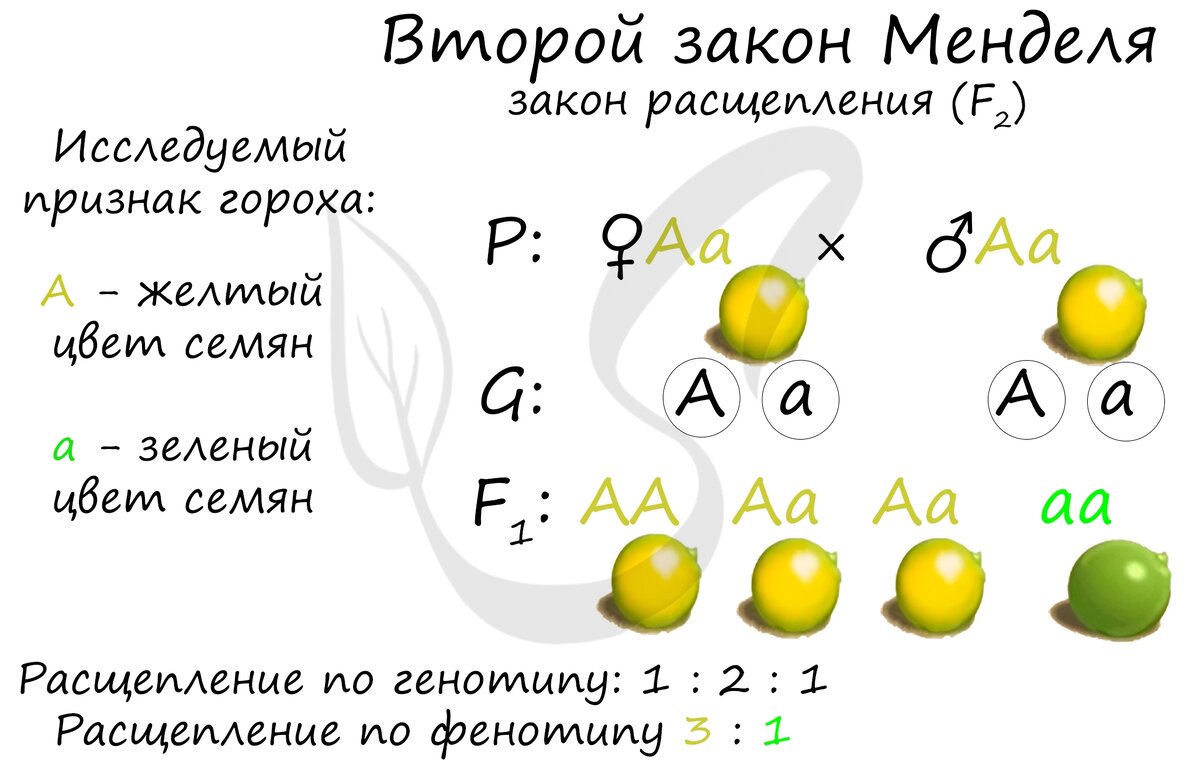 Схемы скрещивания законов менделя 1 2 законов