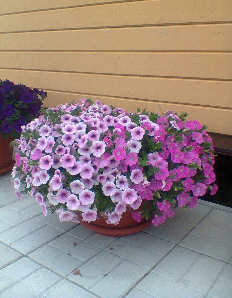 Петунии Шок Пинк Вейн и Шок Роуз