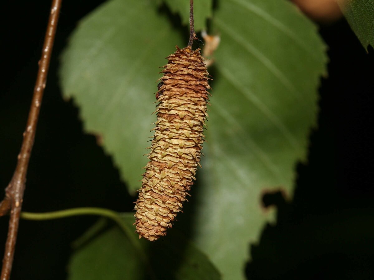 семена березы  