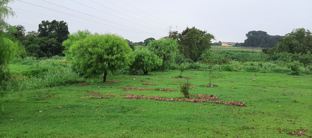 В Кампинасе прошел дождь. После него и трава как будто зеленее.