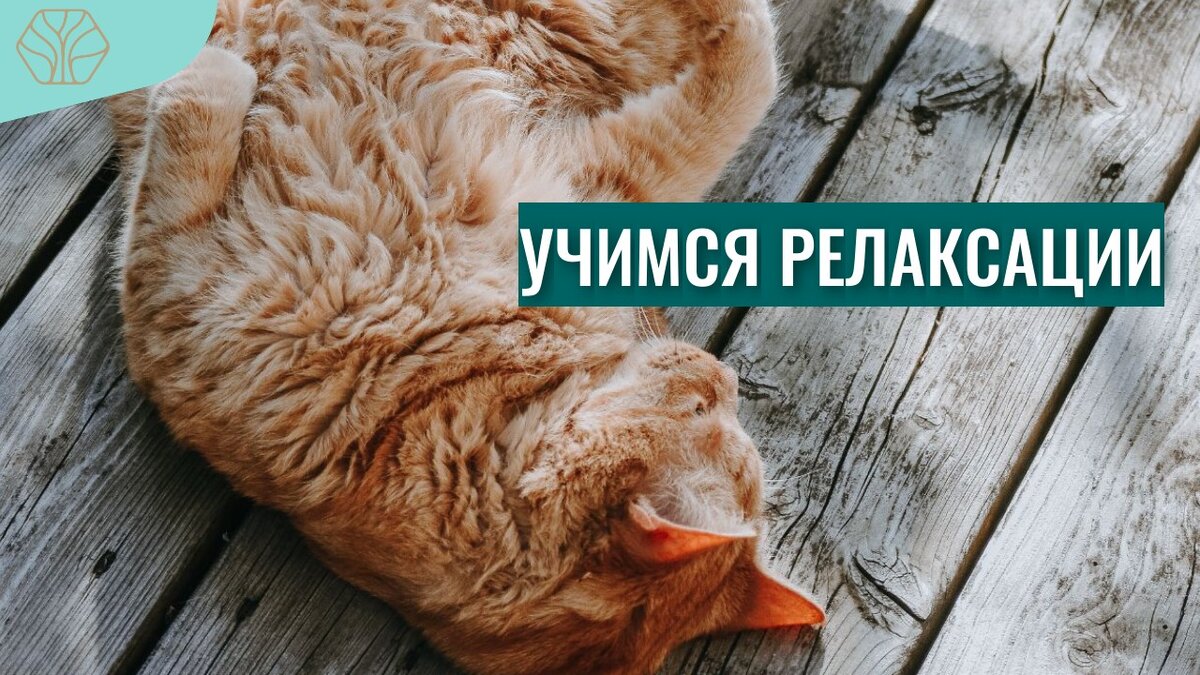 Расслабляться надо и можно научиться. Наши домашние питомцы умеют это делать. 