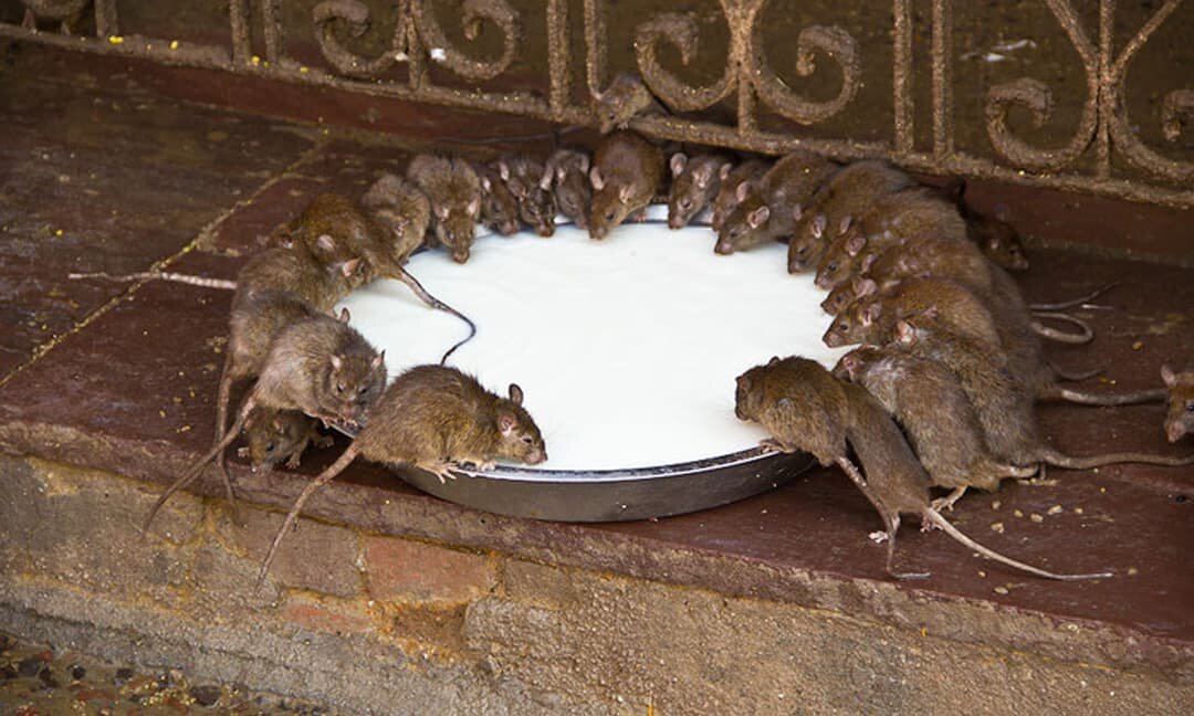Едят ли мышей. Крысиный храм Карни мата. Карни мата храм 20 000 крыс - Индия.. Мышь Подвальная.