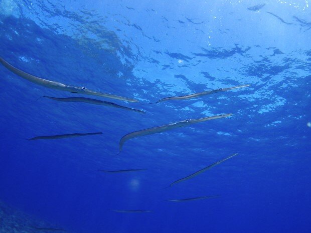 Фото из свободного источника интернета