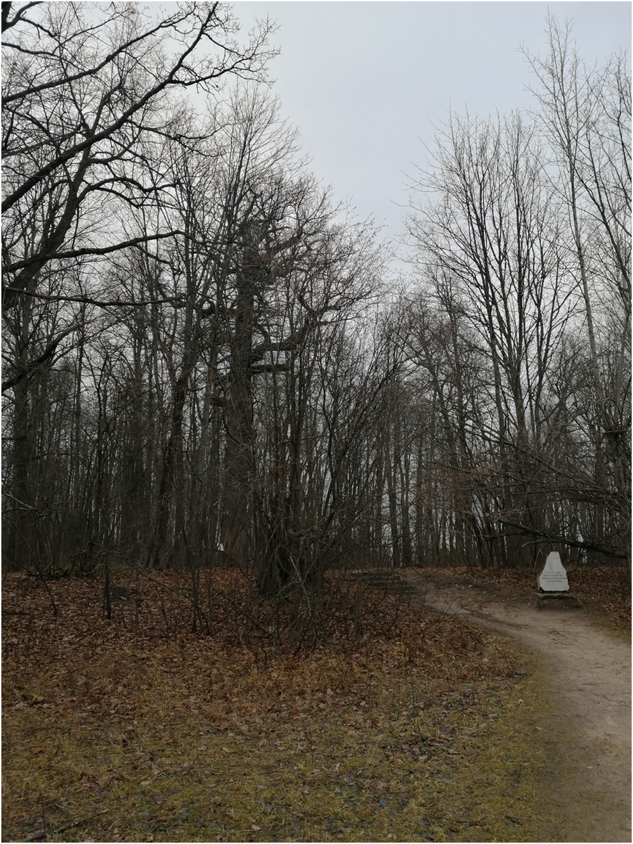 Все  фото  автора. Ноябрь  2023 г.