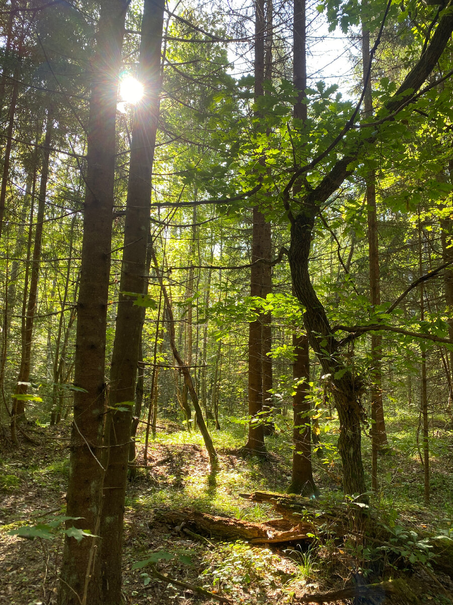 Вот бы снова лето!