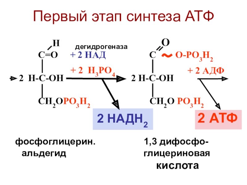 протекание гликолиза кольцевые молекулы днк. строение и функции молекулы днк. этапы энергетического обмена бескислородный этап. последовательность реакций цикла трикарбоновых. протекание гликолиза кольцевые молекулы днк.